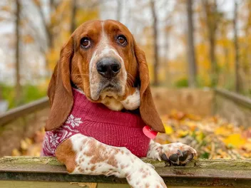 Elmer & Ernest: The Basset Hound Duo Everyone’s Talking About