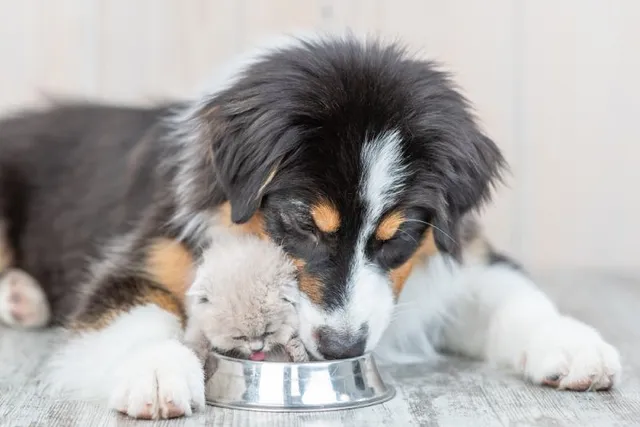 Can Cats & Dogs Share Water Bowls? Vet-Verified Facts & FAQ