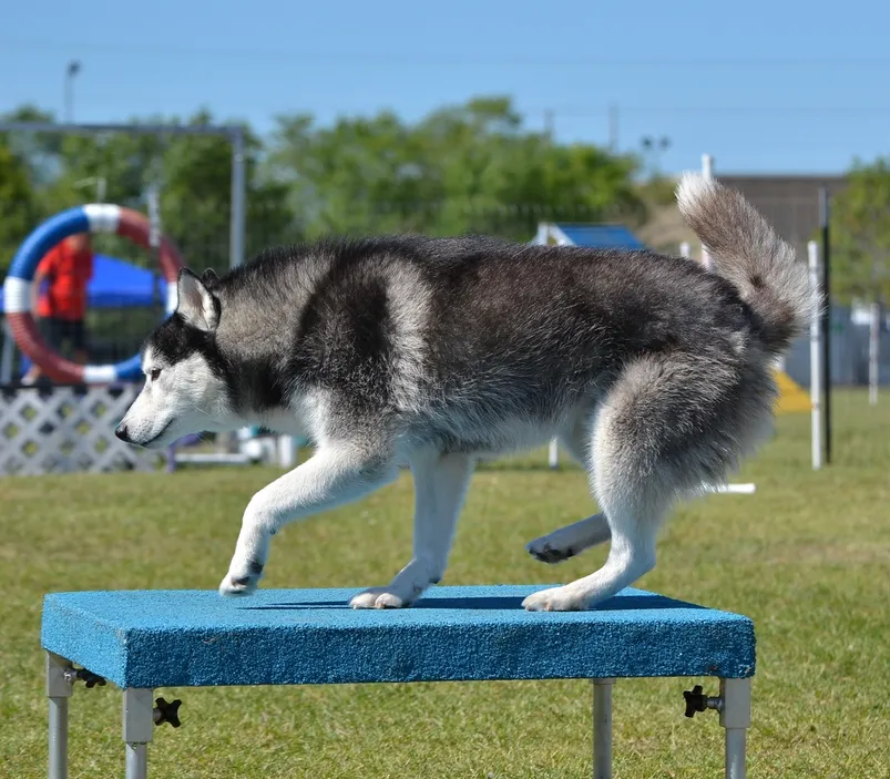 siberian husky on agility pause table