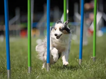 8 Brain Games for Dogs: Vet-Approved Fun & Stimulating Activities