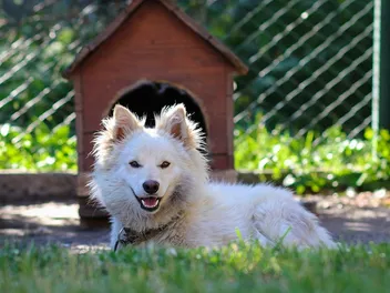 Does My Dog Need a Dog House? Vet-Verified Facts, Benefits & Tips