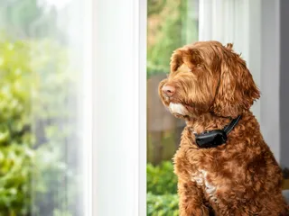 7 Best Training Collars for Stubborn Dogs in 2026 - Reviews & Top Picks