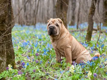 What Were Shar-Pei Bred For? History & Origin
