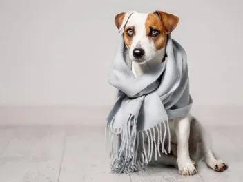 5 DIY Dog Thundershirts You Can Make at Home Today (With Pictures)