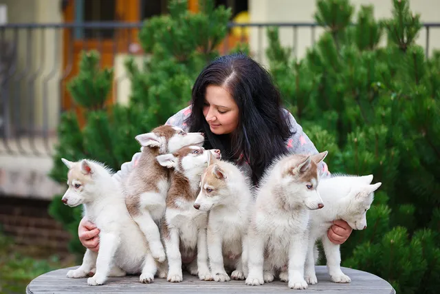 Is Dog Breeding Profitable? Vet-Verified Info & Ethics Guide