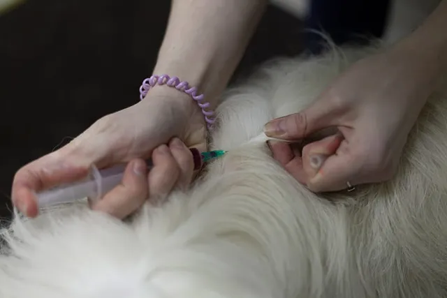 My Dog Has a Lump After Their Rabies Shot: Should I Worry? (Vet Answer)
