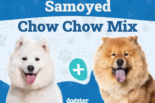 Samoyed Chow Chow Mix: Info, Pictures, Care & More