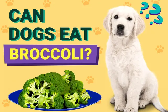 Can Dogs Eat Broccoli? Vet-Reviewed Facts & FAQ