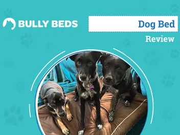 Bully Bed Orthopedic Large Dog Bed Review 2026: An Expert's Breakdown