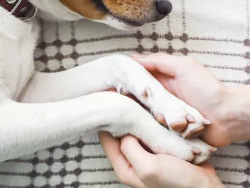 If Your Pet Dies at the Vet Do You Still Pay? Vet Explanation & Advice