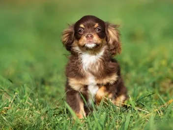Chi-Spaniel (Chihuahua & Cocker Spaniel Mix): Info, Pictures, Traits & Care