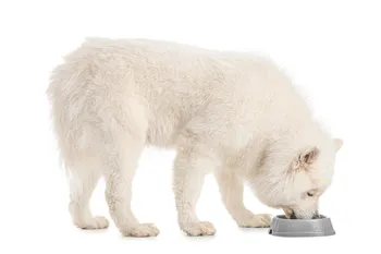 Samoyed eating