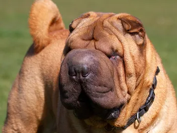 11 Shar-Pei Pros & Cons: What to Consider Before Bringing One Home