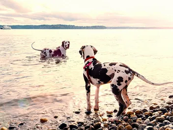 Do Great Danes Like Water? Water Safety Concerns