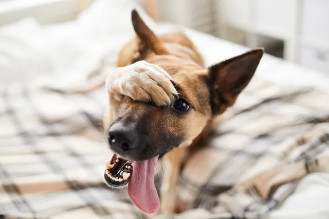 Do Dogs Get Embarrassed? Vet-Verified Canine Behavior