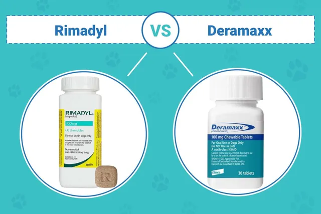 Rimadyl vs Deramaxx For Dogs: Our Vet Explains Safety, Usage & Which to Choose