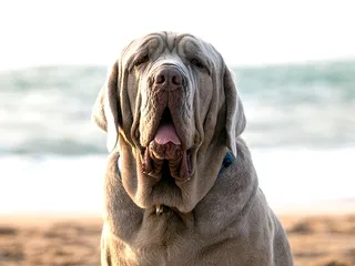 Ultimate Mastiff Dog Breed: Info, Pictures, Care & More