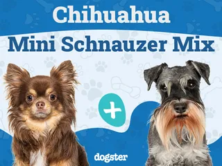 Chizer (Chihuahua & Miniature Schnauzer Mix): Info, Pictures, Care & More