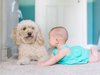 Are Dogs Protective of Babies? Vet-Approved Facts & FAQ