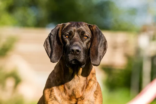 Hanover Hound Dog Breed: Info, Pictures, Care Guide & More