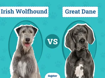 Irish Wolfhound vs Great Dane: Key Differences (With Pictures)