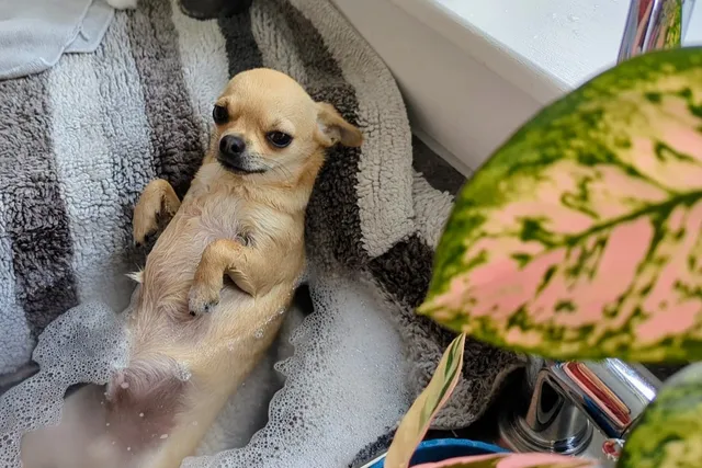 The Harsh Reality of Life with 10 Pets Part 1: Dogs Don't Take Days Off