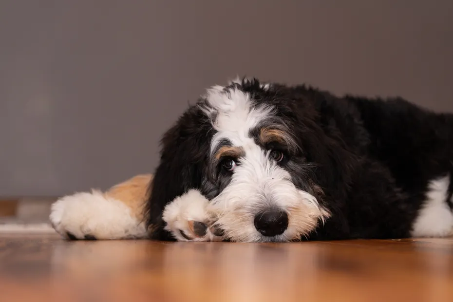 5 month old bernedoodle thinking on the floor puppy