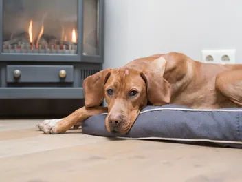 Vizsla Separation Anxiety: How Common It Is & What to Do (Vet-Verified)