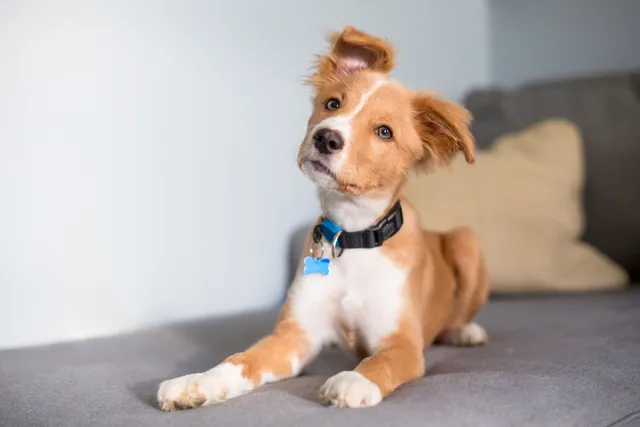 Can Dogs Be Bilingual? Vet-Reviewed Communication Facts