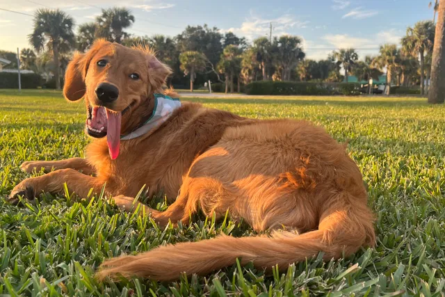 Thor: The Golden Retriever Who Changed My Life