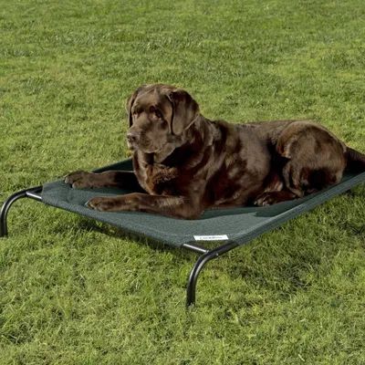 Coolaroo Steel-Framed Elevated Dog Bed
