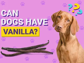 Can Dogs Have Vanilla? Vet-Verified Nutrition Facts & FAQ