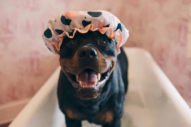 How to Groom a Rottweiler: 10 Expert Tips