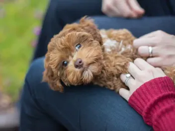 Do Dogs Purr? Vet-Verified Facts & Common Sounds