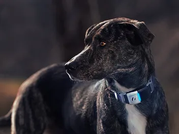 10 Best Dog GPS Trackers & Collars in 2026 - Reviews & Top Picks