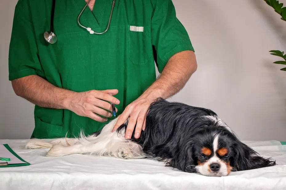 vet-giving-injection-to-dog