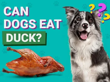 Can Dogs Eat Duck? Vet-Verified Health Benefits