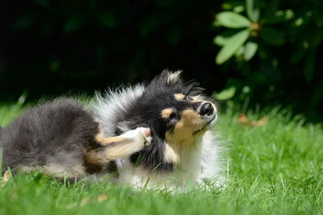 Do Dogs Normally Pick Up Fleas on Walks? Vet-Approved Facts & FAQ