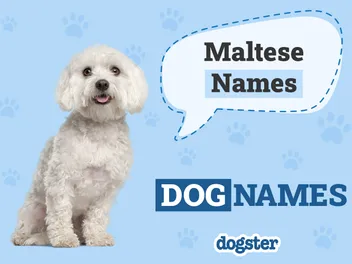 400 Popular & Unique Maltese Names for Your Adorable Pup