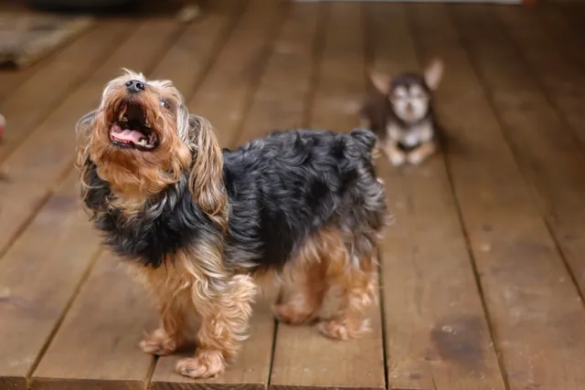 Do Yorkies Bark a Lot? Facts & Tips to Stop It