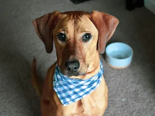 10 Bloodhound Mixes: Info, Pictures & History