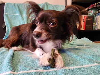 Penny's Chew Bones: How Many Is Too Many?