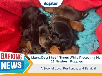 Mama Dog Shot 4 Times While Protecting Her Newborn Puppies - A Story of Love, Resilience & Survival