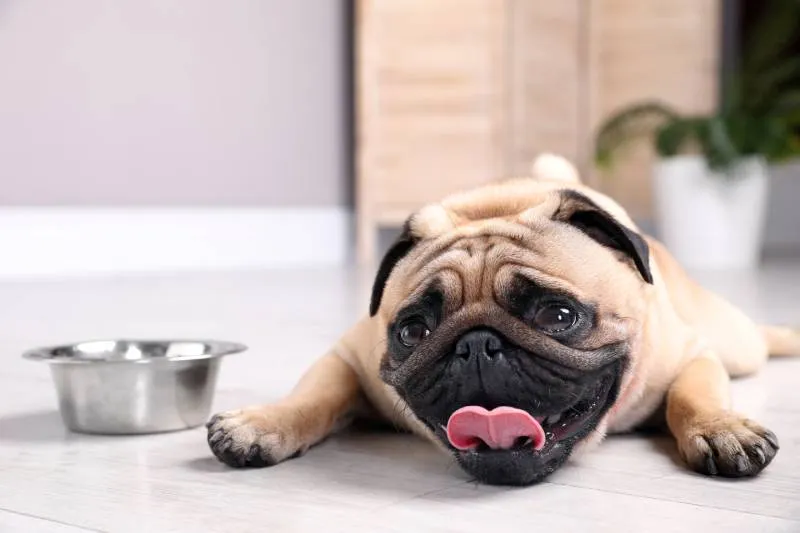 cute pug dog suffering from heat stroke near bowl of water on floor at home