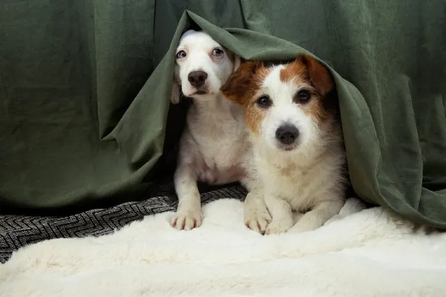 11 New Year's Eve Safety Tips for Dogs: Vet-Reviewed Safety Guide