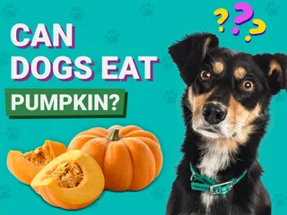 Can Dogs Eat Pumpkin? Vet-Approved Nutrition & Health Facts