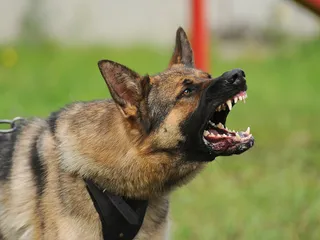 How to Calm an Aggressive Dog: 8 Vet-Approved Tips & Considerations