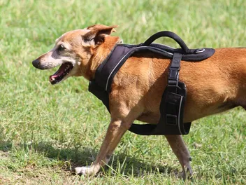 9 Best Dog Lift Harnesses in 2026 - Reviews & Top Picks