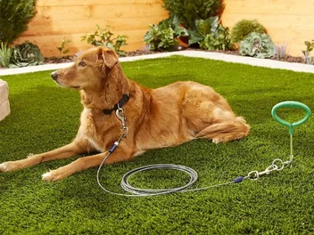 14 Best Dog Tie-Outs & Stakes in 2026: Reviews & Top Picks