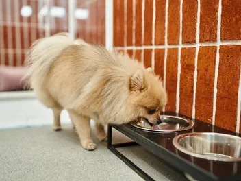 Do Dogs Like Cold Water? Vet-Reviewed Drinking, Swimming & Bathing Temperature